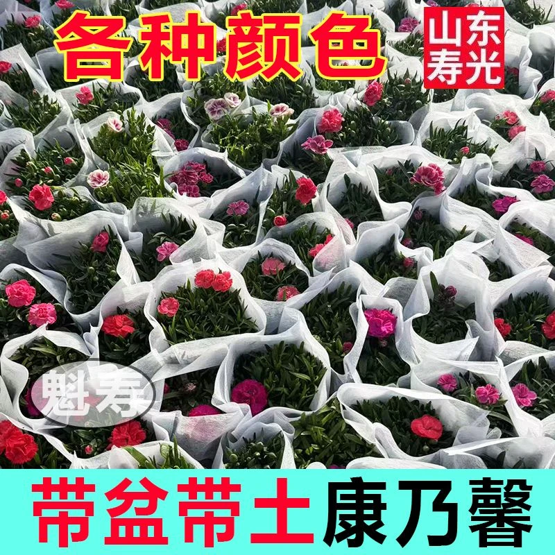 康乃馨盆栽带花苞大花阳台室内四季开石竹花好养活母亲节绿植花卉