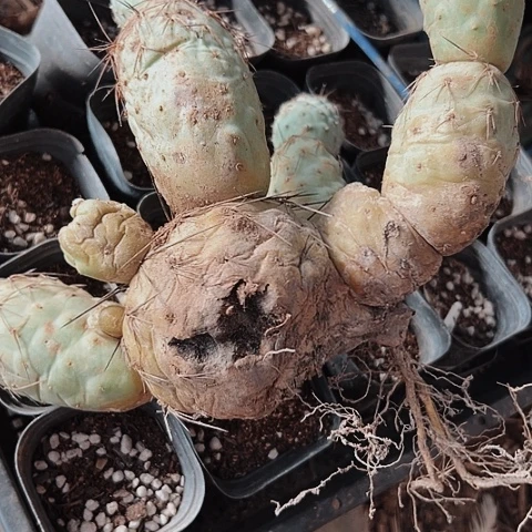 2039处理习志野仙人球