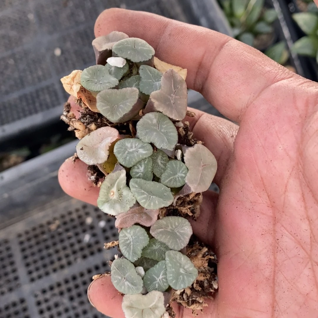 16137 一颗空明湖万象 超级618福利