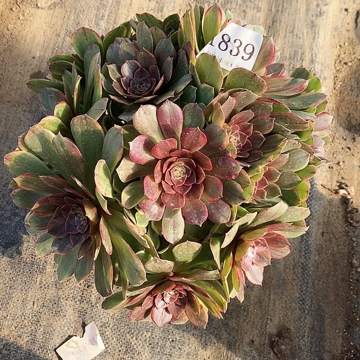 1839溏心半夏多肉不周正