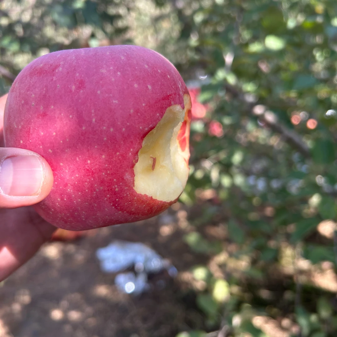 【京东包邮】宁夏沙坡头旱苹果脆甜多汁产地直发