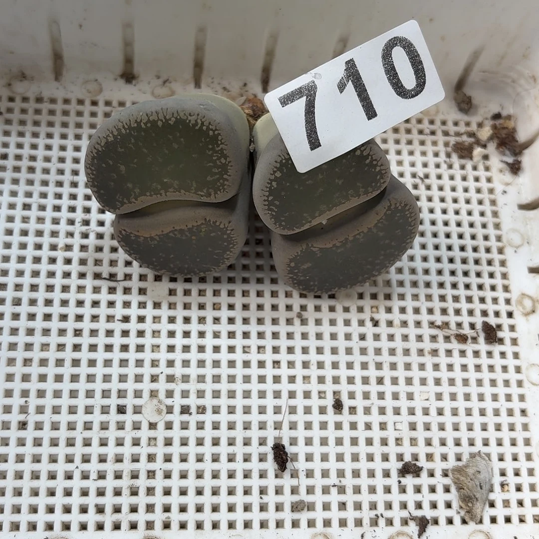 A***y生石花一物一拍710