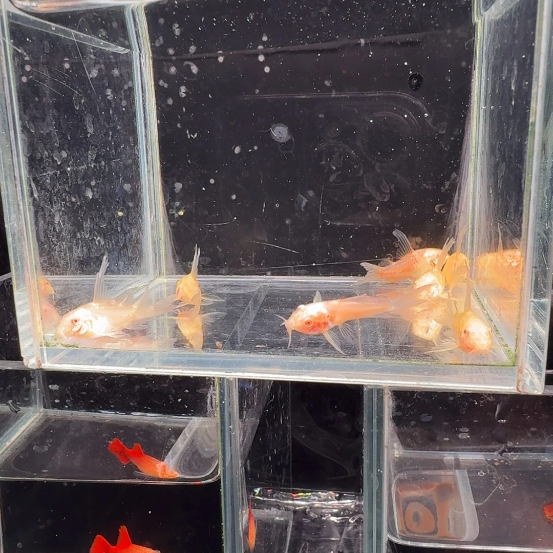 孔雀鱼白鼠8条鼠鱼