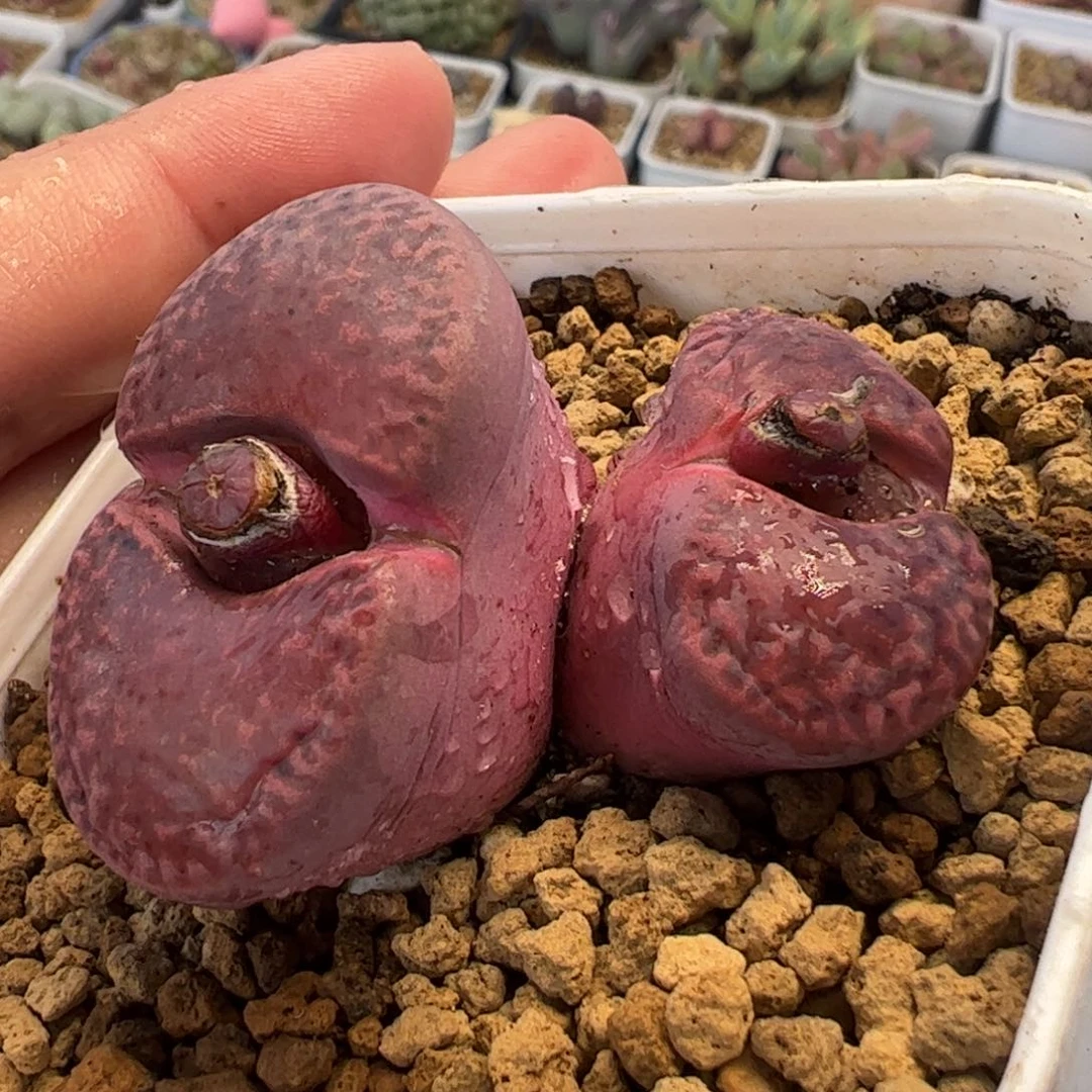 ?***a4.57多肉植物百科