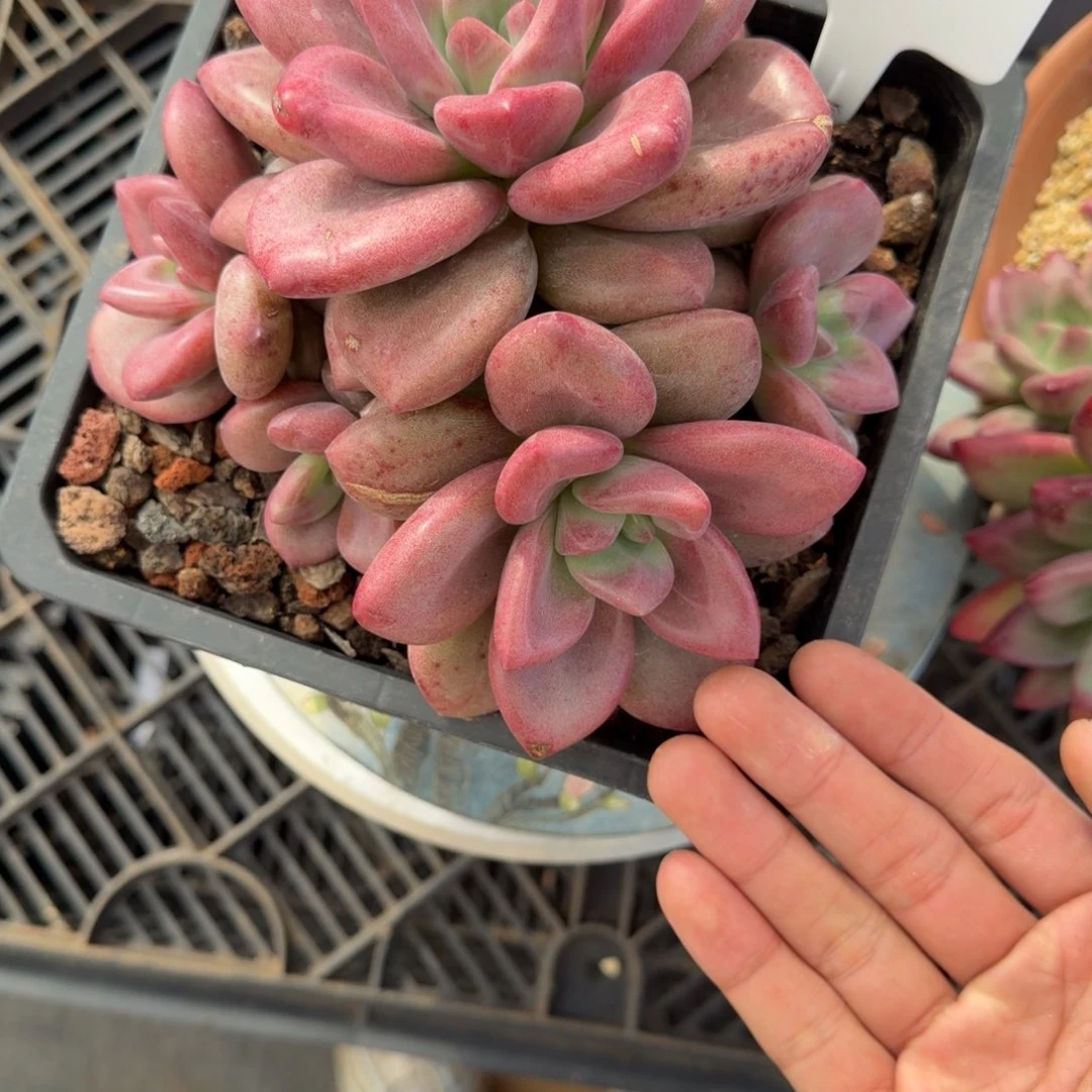 一物一拍赫菲斯托20