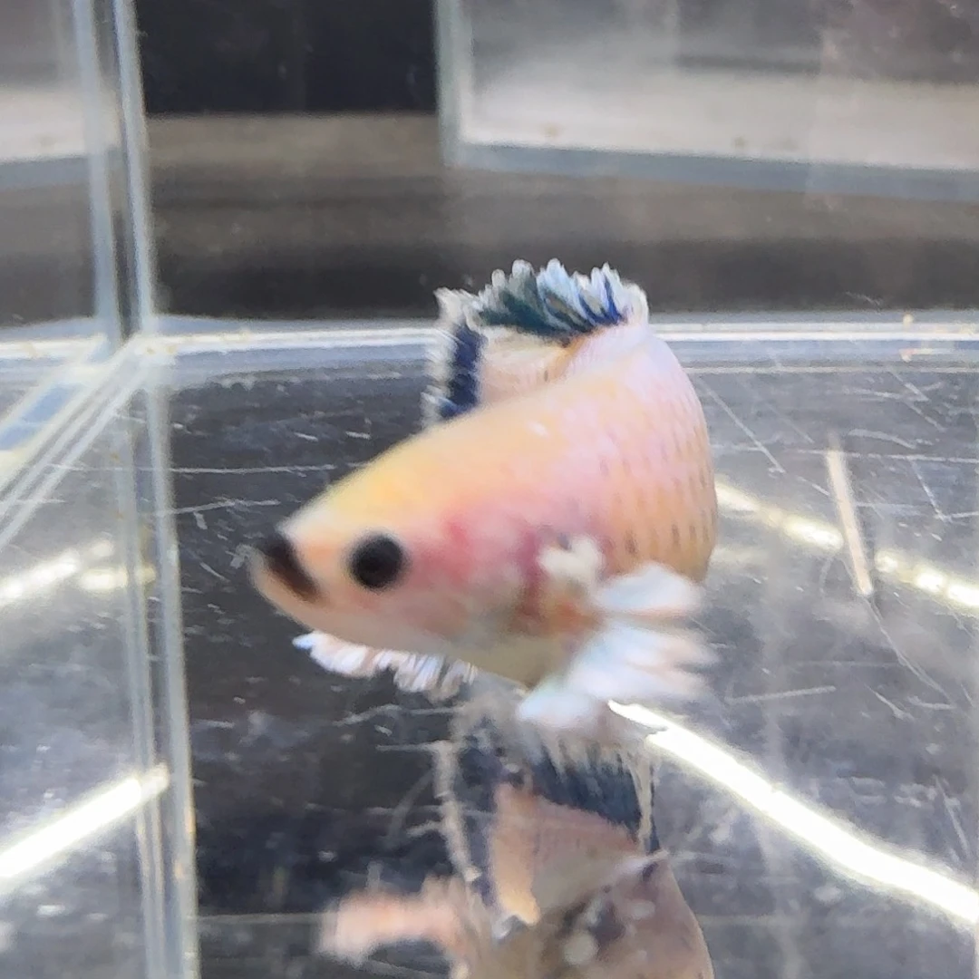 斗鱼斗鱼斗鱼斗鱼斗鱼