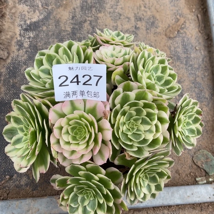 海仙的的的人的多肉的2427