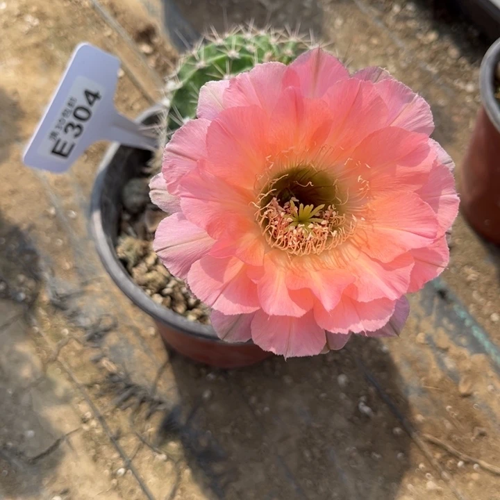 彩草一物一拍E304