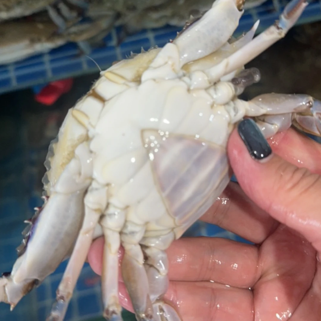 东港飞蟹 肥三角保鲜不保活3斤130