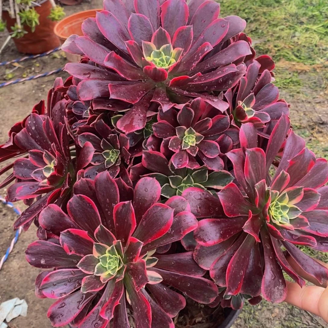 459号金丝雀法师多肉