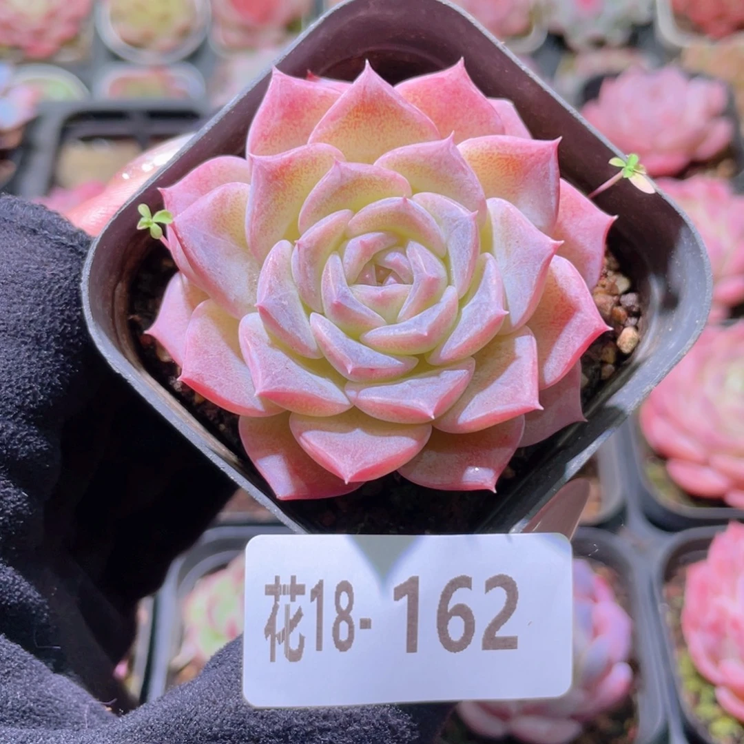 花利美18-162纯爱