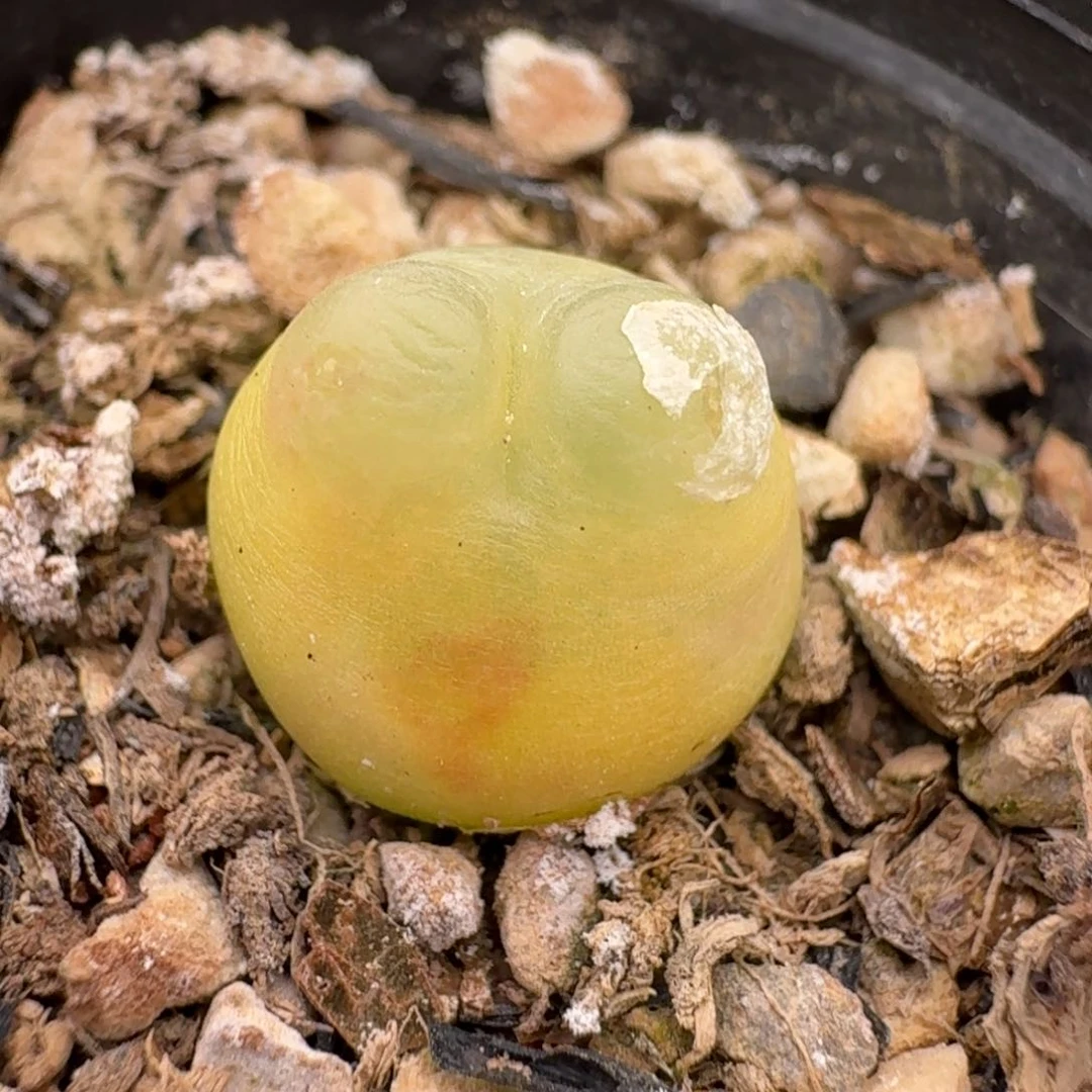 174带盆拉拉0000000000