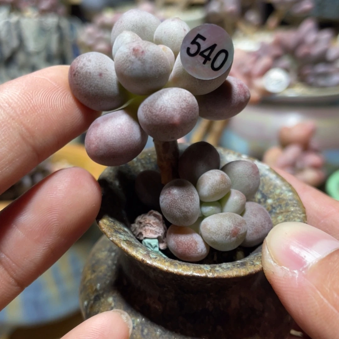 仙子奶酪多肉植物