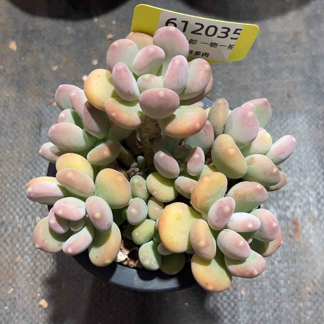 612035 玲珑美人群生无砍，必须拍冷链发货