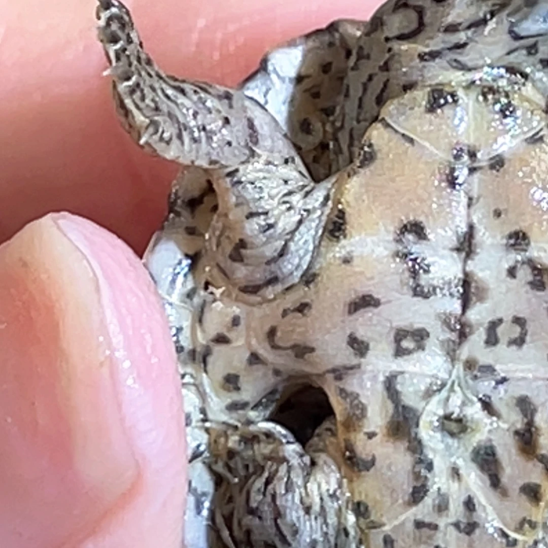 宠物龟不分公母Y3全品满纹黑刀