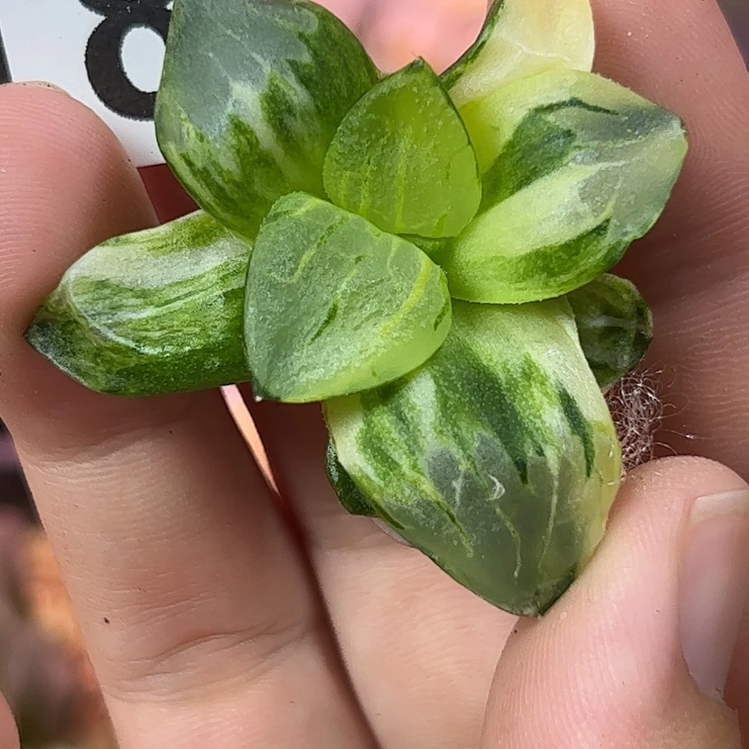 618红红火火恍恍惚惚