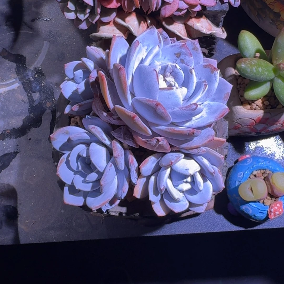 雪莲 4头 一物一拍