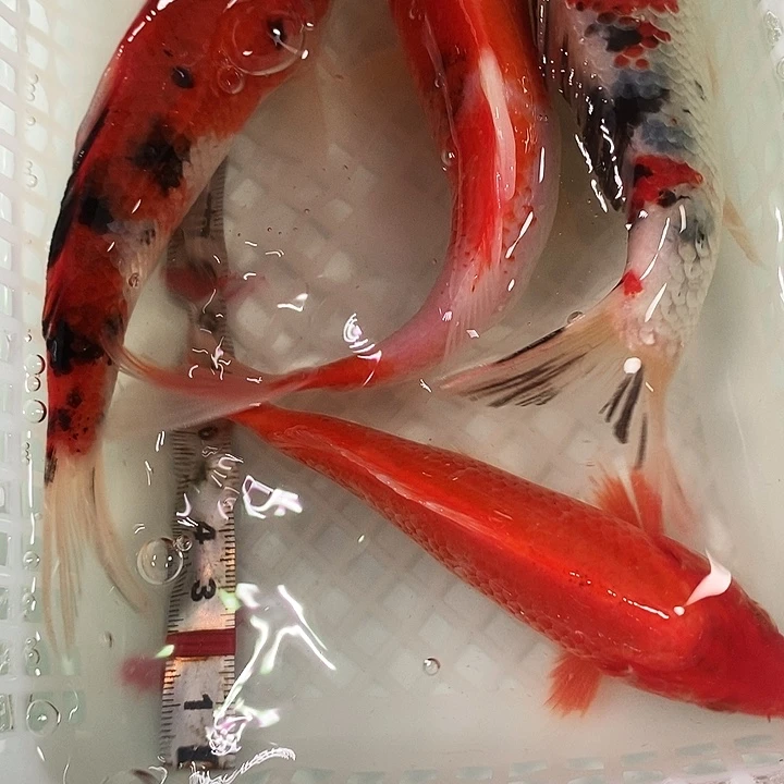 锦鲤冷水锦鲤包邮