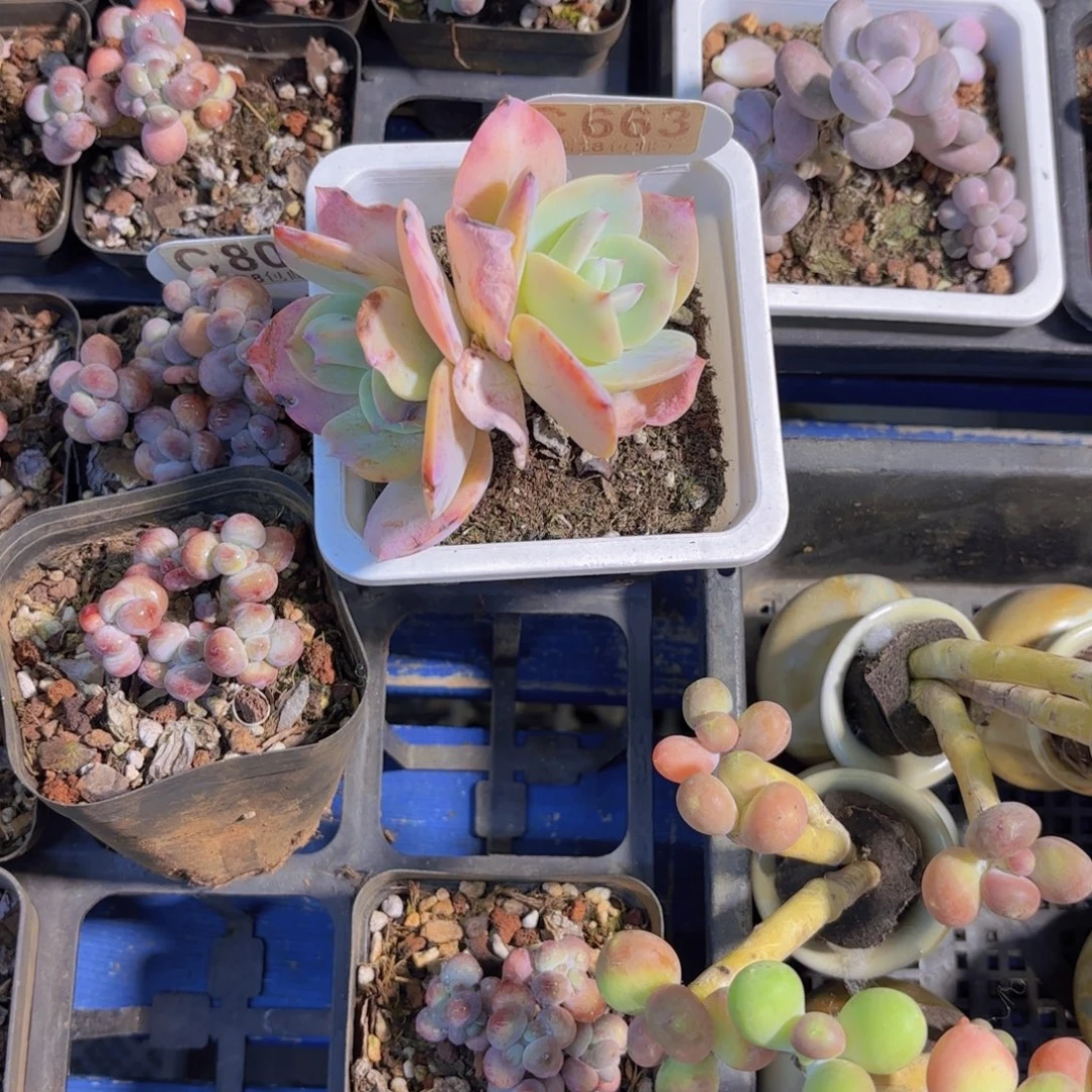 C663白凤一物一拍