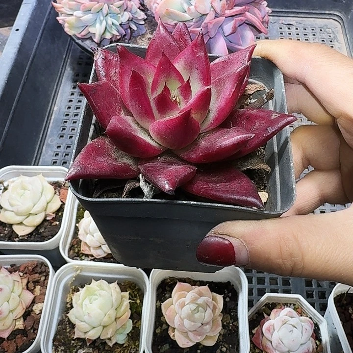 用****3多肉植物一物一拍