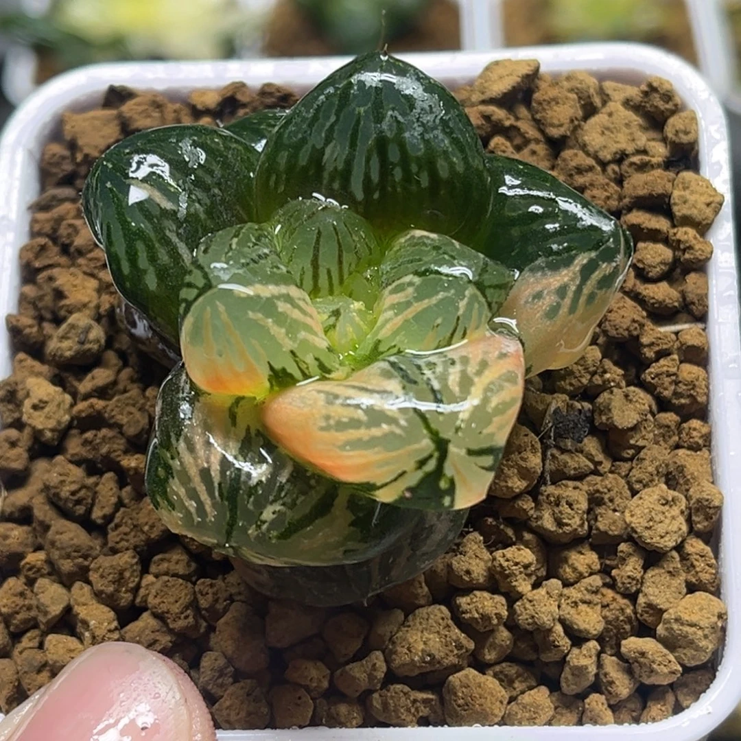 255巨大赤焰玉潭寿锦