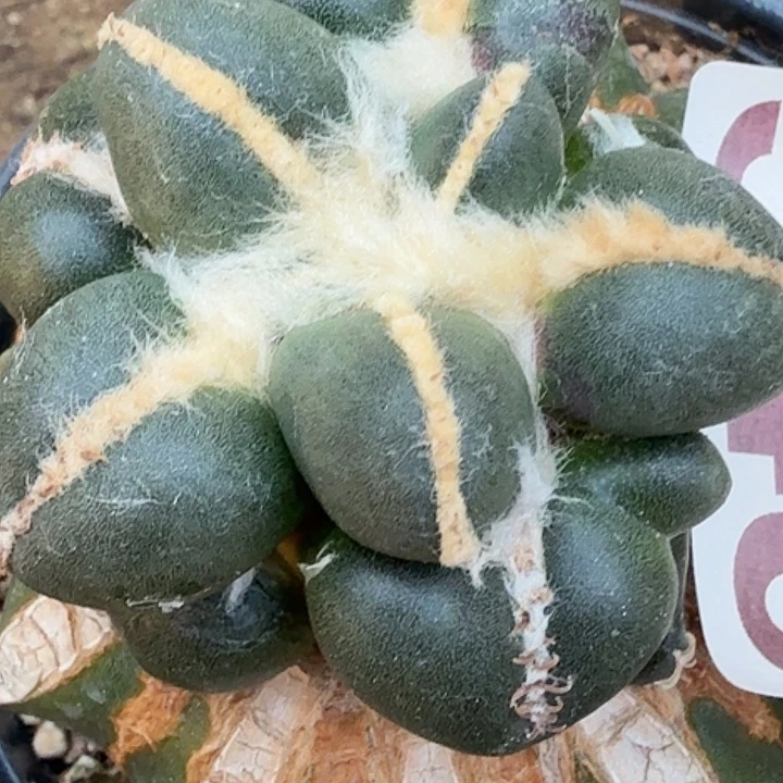 钱***卫无花朵苗接葡萄蛋543