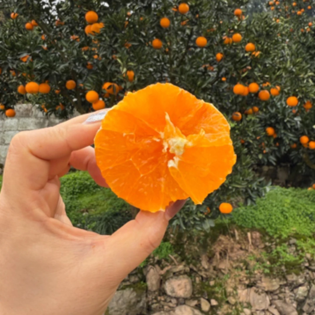 湖北秭归【九月红】果冻橙（个别皮厚）介意者慎拍