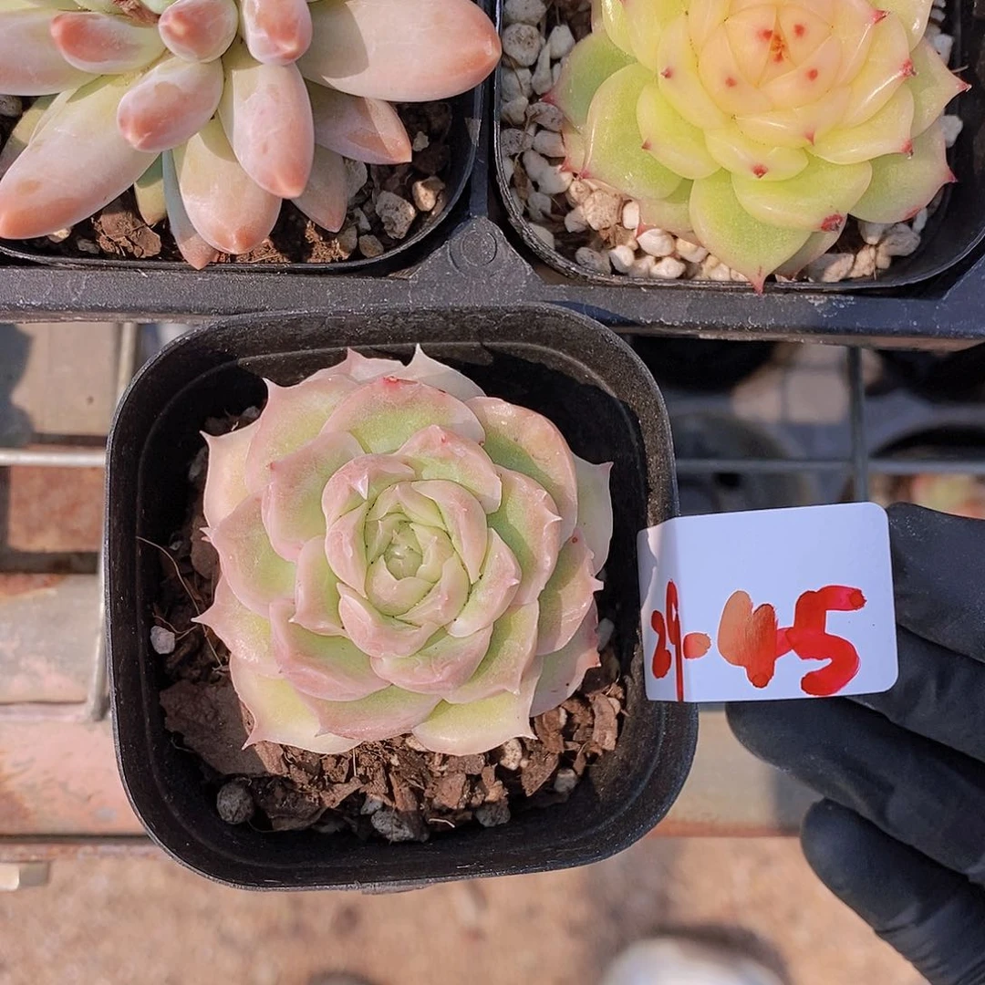 G****J29-45- 专拍 黑方虾饺单头一颗