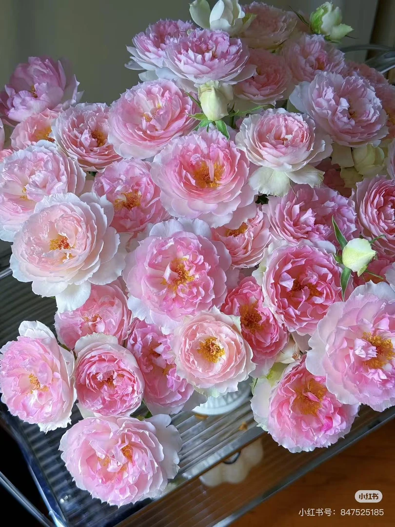 玛莎月季花苗 中苗