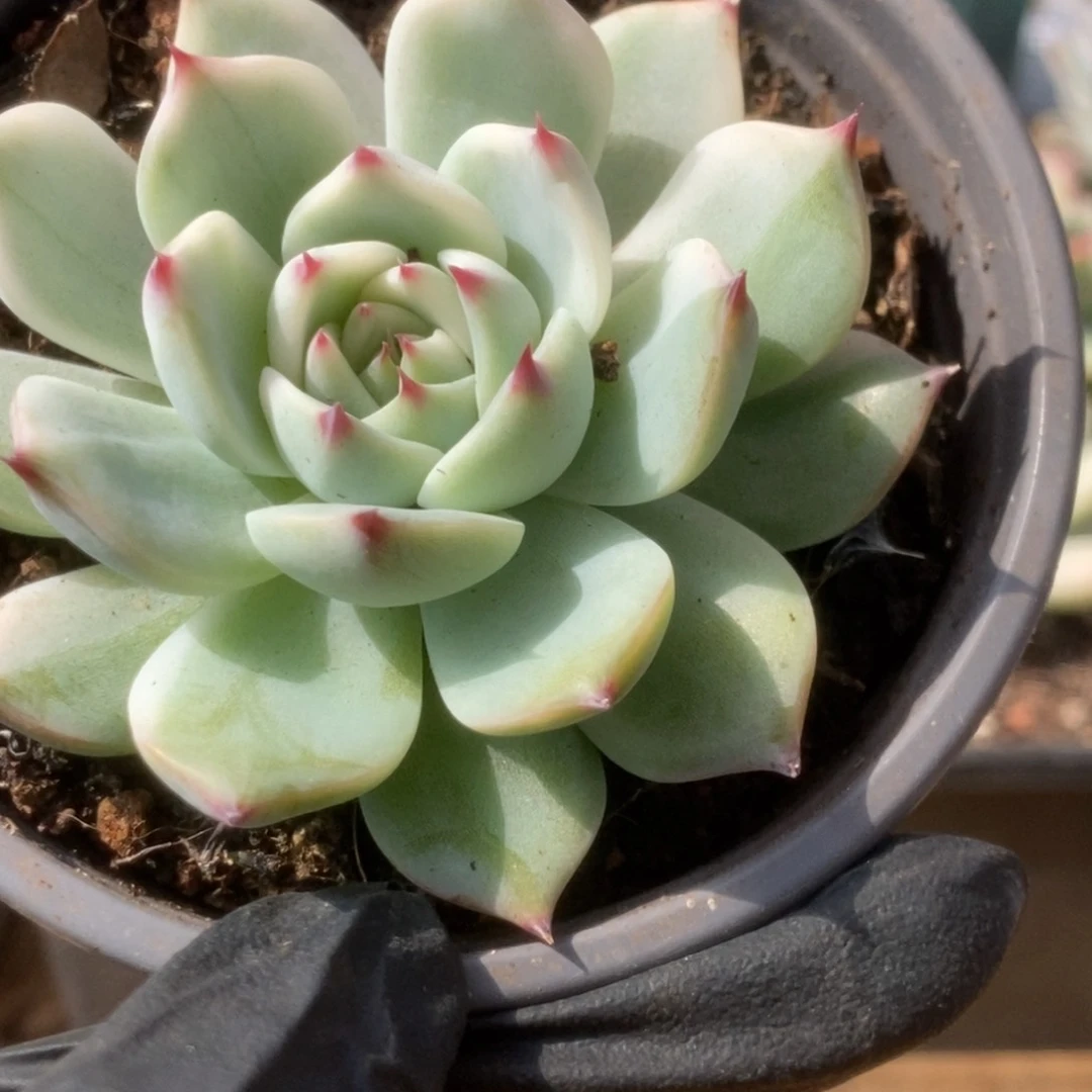 300锦锦锦锦锦锦锦锦