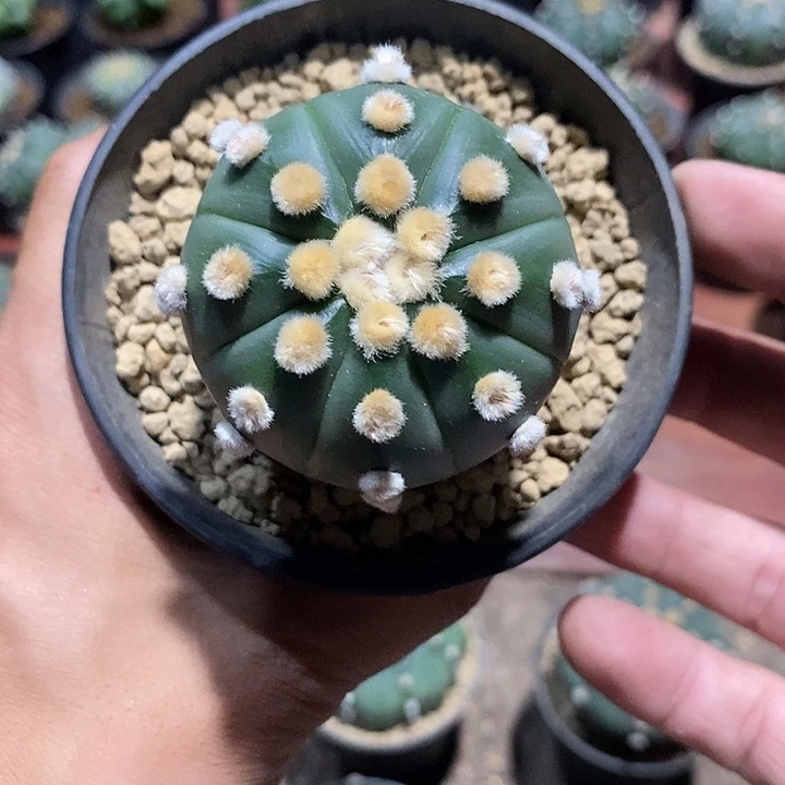 别***z琉璃兜实生脱土发货