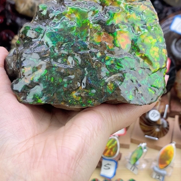 有机玻璃海螺化石
