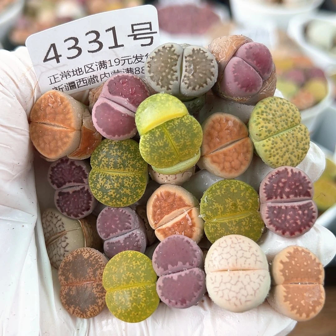 好养易活生石花大母本4331共20个福利