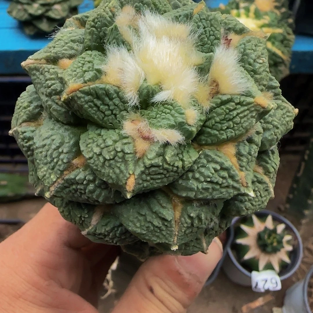 老***高龟甲黑577仙人球开花