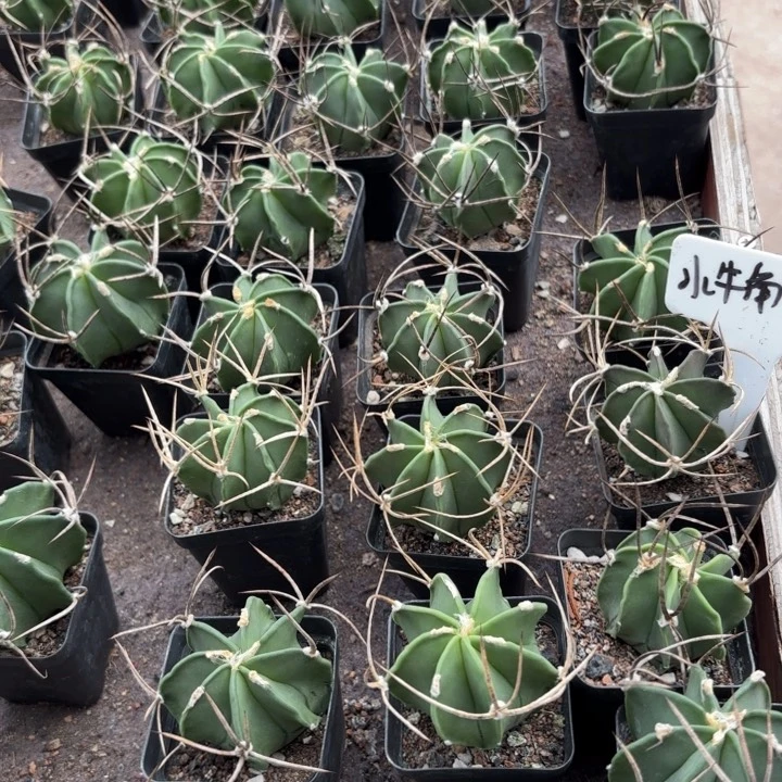 实生水牛角好养皮实好活