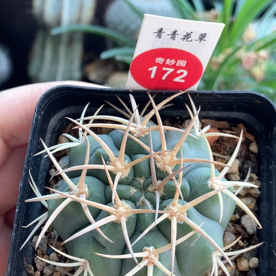 实生天平丸5cm一棵仙人球