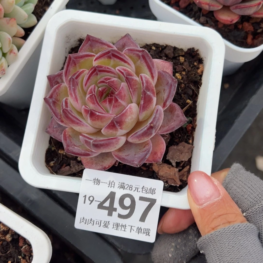 平*，黑武士多肉多肉多肉多肉