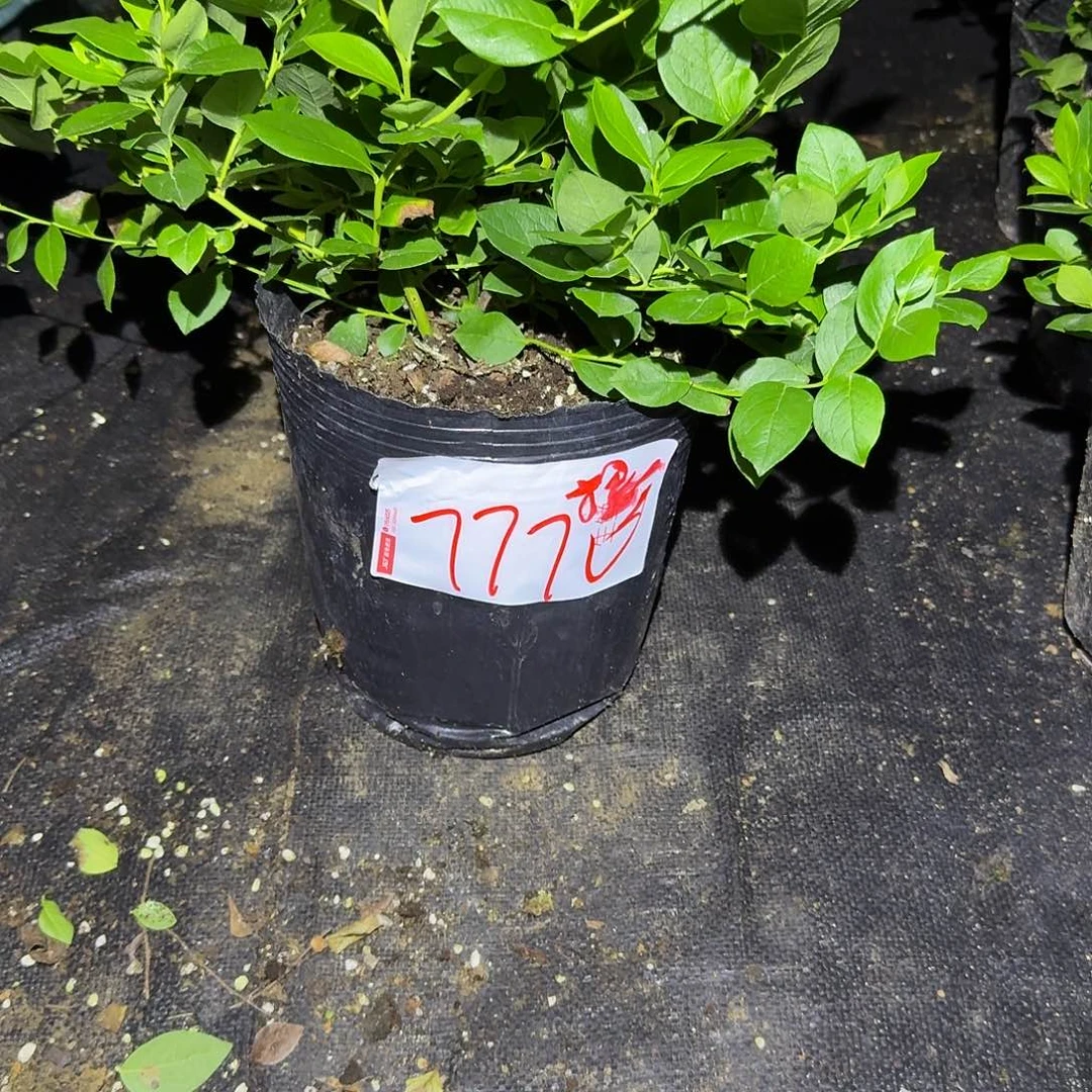 初***风大钵25一物一拍7770