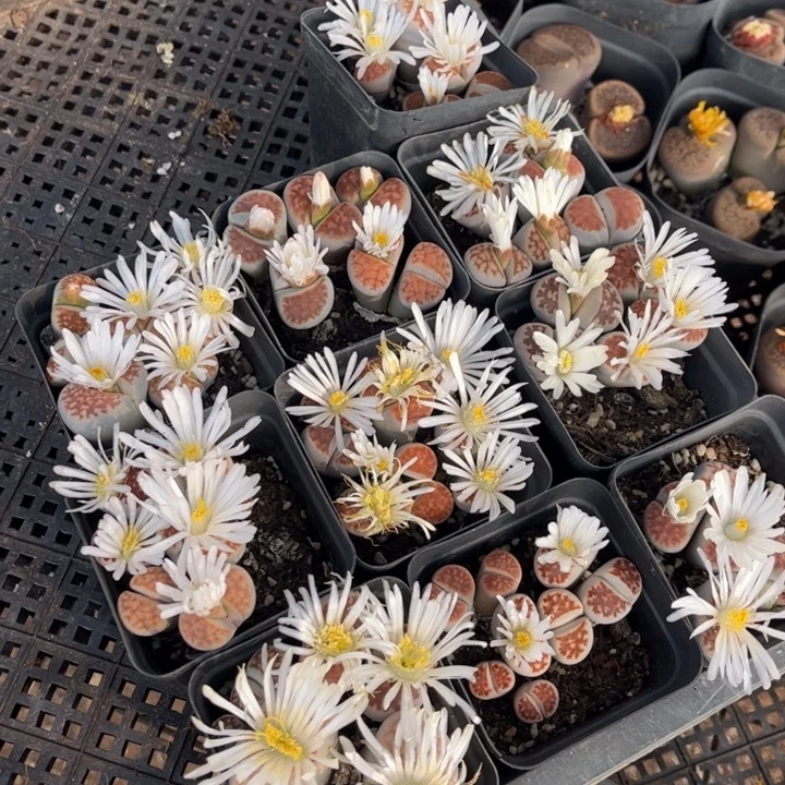 七方红窗8888888888