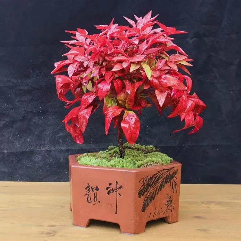 火焰南天竹盆栽地栽批发耐寒好养易活观叶小盆景适合书房茶桌摆放