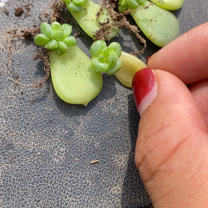 标签253珍妮芽苗一个多肉