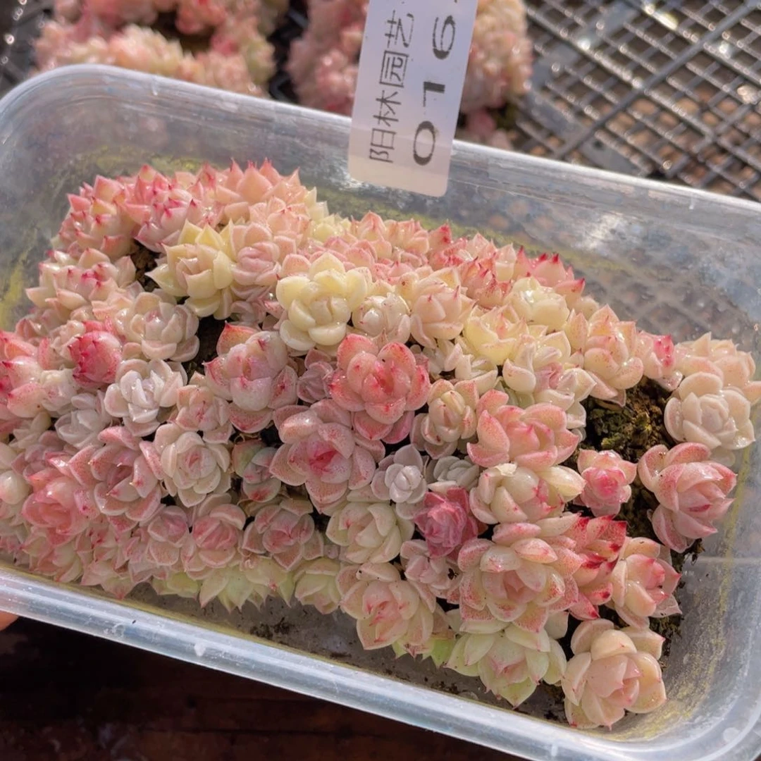 多肉植物多肉植物16