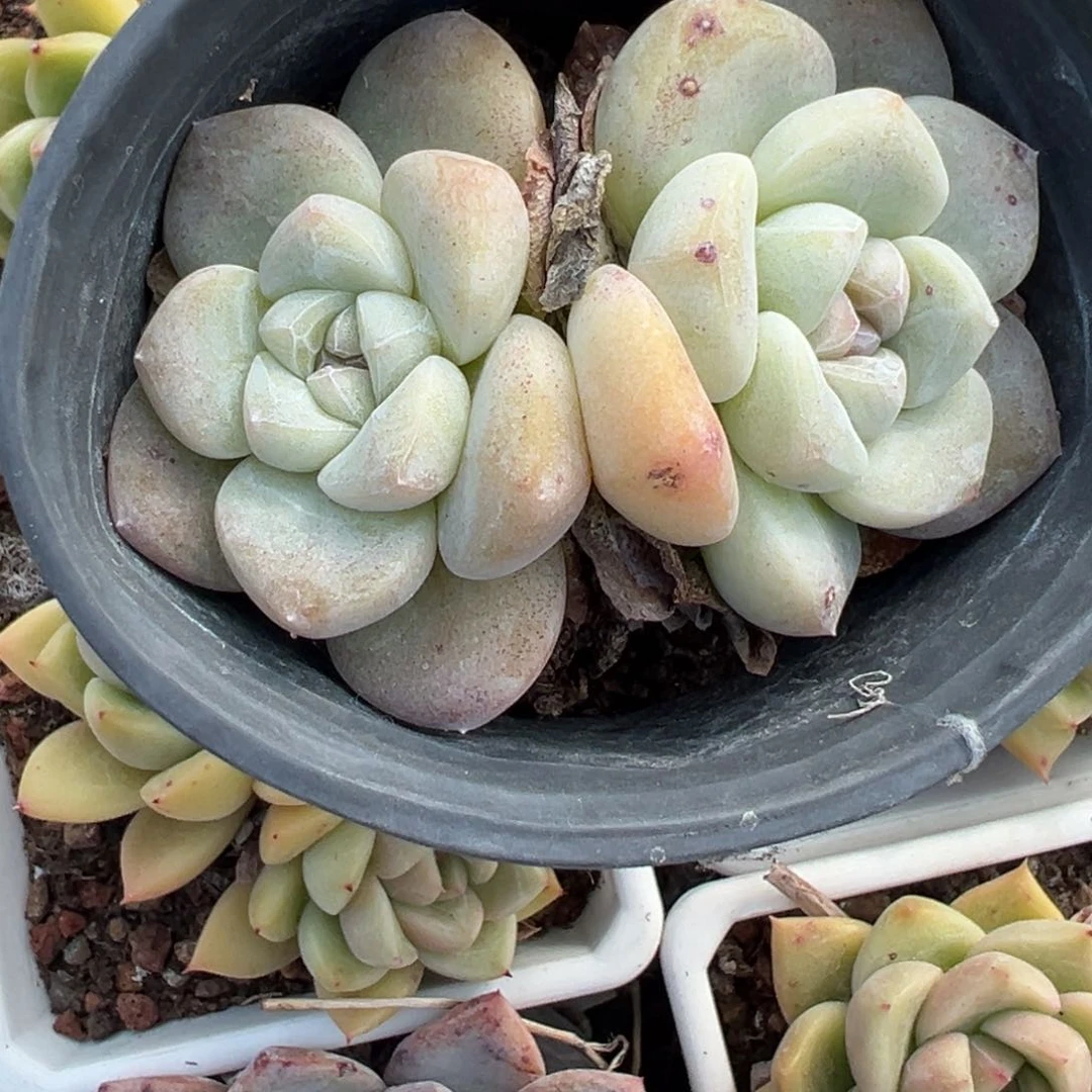 小卡拉米糖心一物一拍