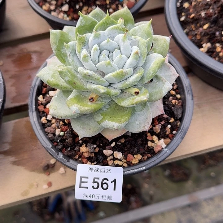 牡丹苹果叶仙女杯