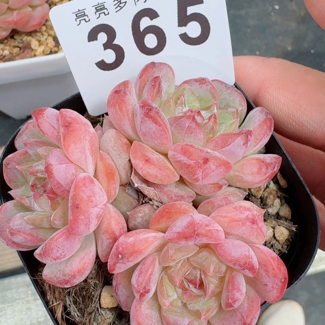 糖钻            精美多肉植物