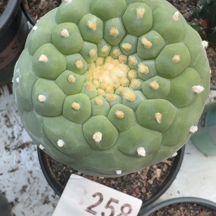 小优佛头仙人球258