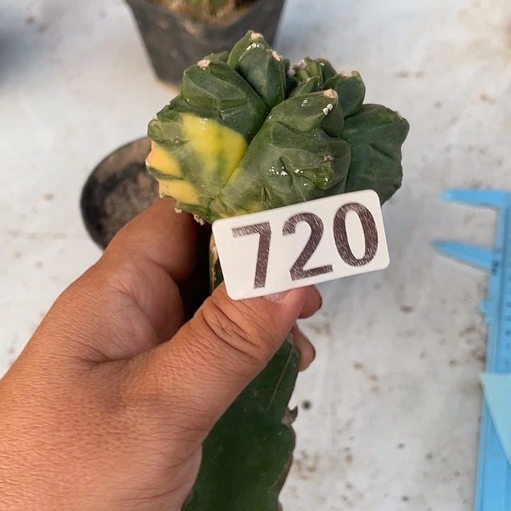 仙人球一棵720号鸾