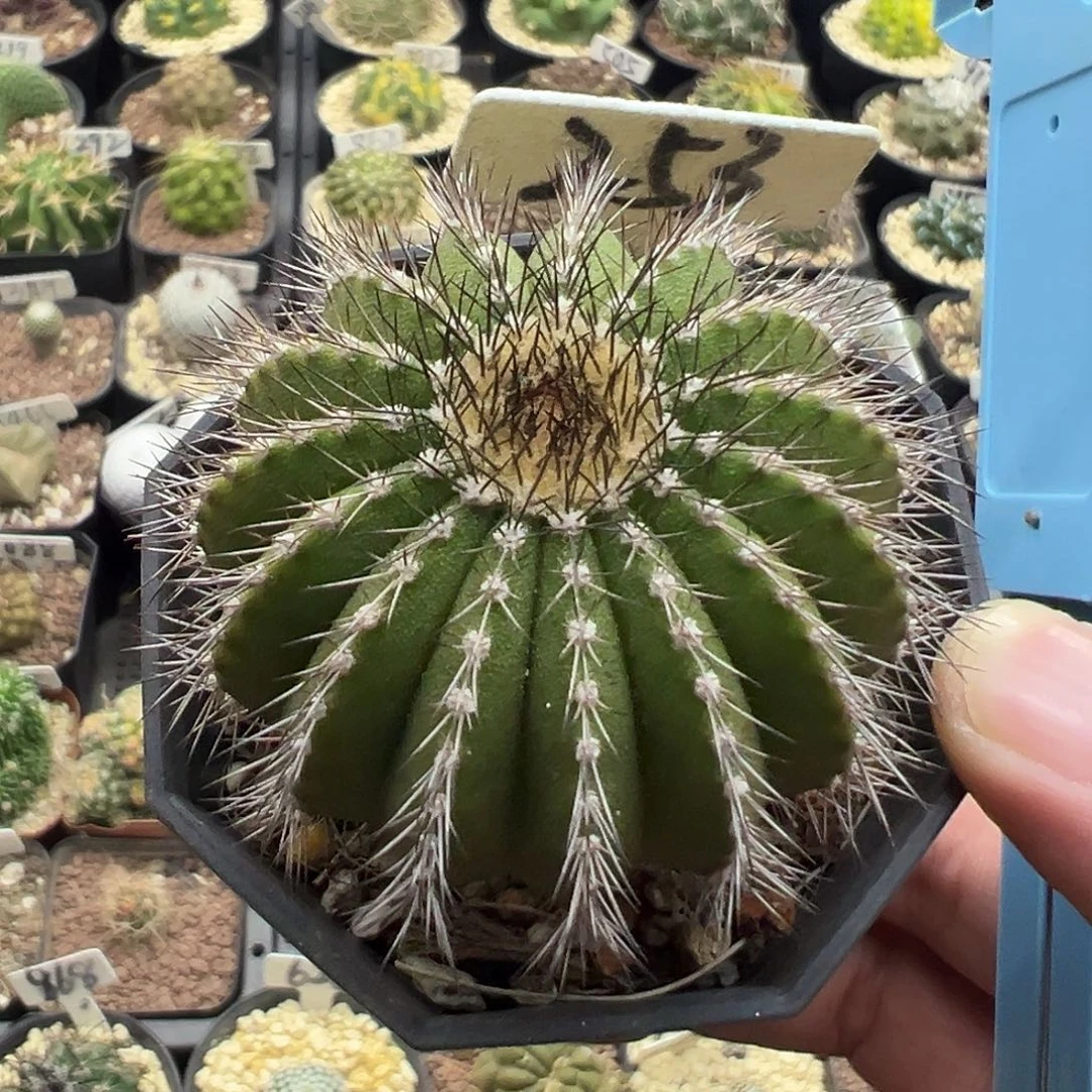 253尤伯球实生5.1厘米