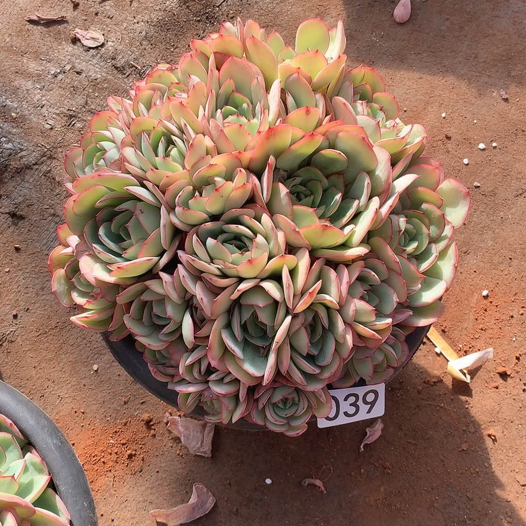 039 一物一拍多肉