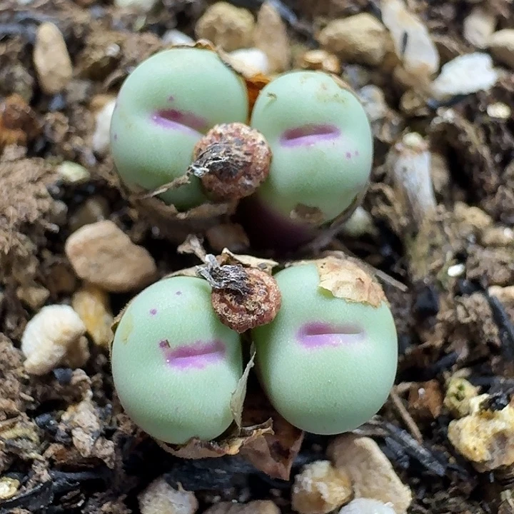 老马生石花p嘴2742